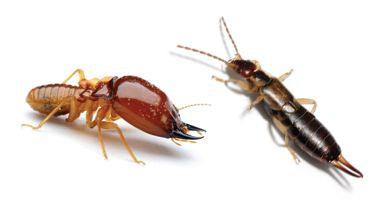 baby termites look like