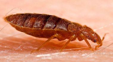 Carpet Beetle Rash? Target Specialty Products