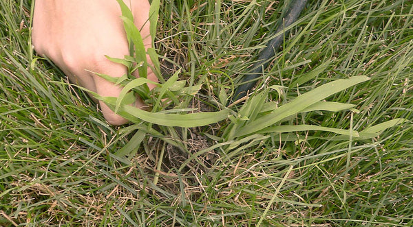 Crabgrass weed store